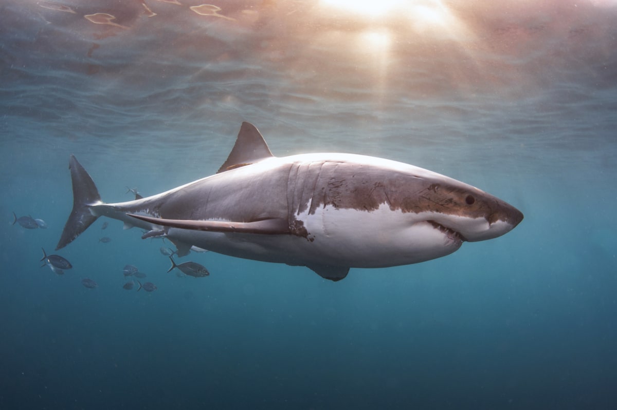 Great white shark diving in Neptune Islands, Australia
