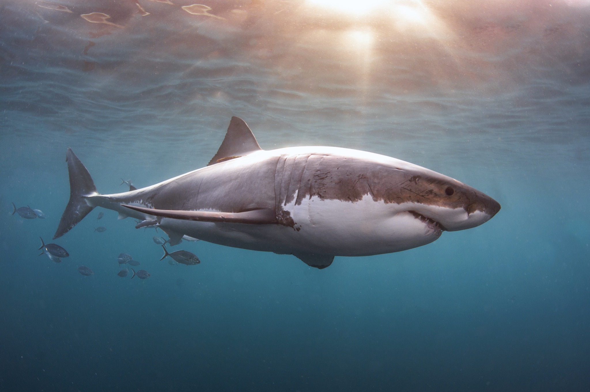 Great white shark diving in Neptune Islands, Australia