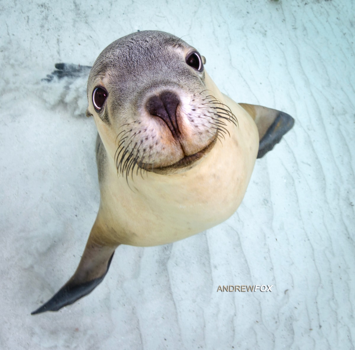 Diving with sea lions and fur seals in southern Australia